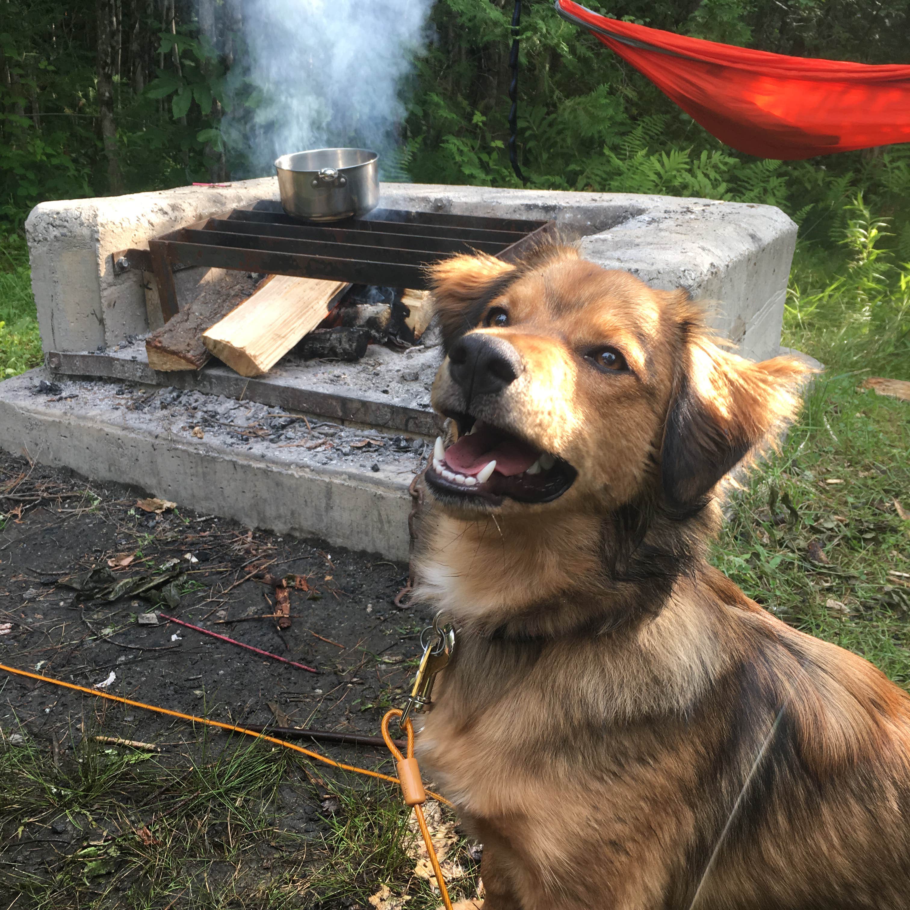 Elizabeth B.'s photo of camping with pets at Paradox Lake Campground near Crown Point, NY