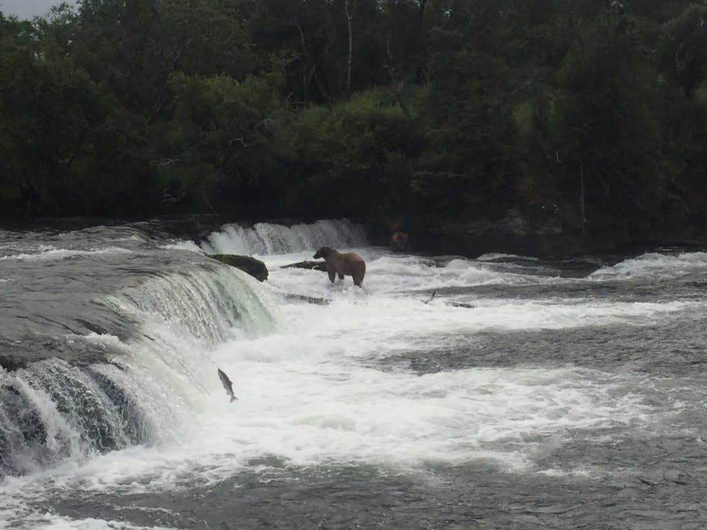 Camper submitted image from Brooks Camp Campground — Katmai Bay National Park - 3