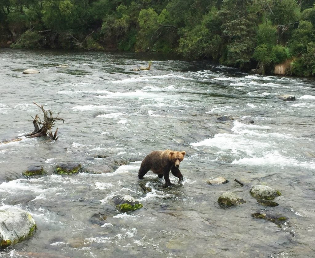 Camper submitted image from Brooks Camp Campground — Katmai Bay National Park - 3