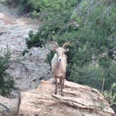 Review photo of Zion RV and Campground (Hi-Road) by Meike  W., June 28, 2016