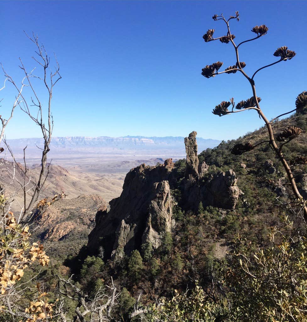 Camper submitted image from Ocotillo Grove Primitive Campsite — Big Bend National Park - 2