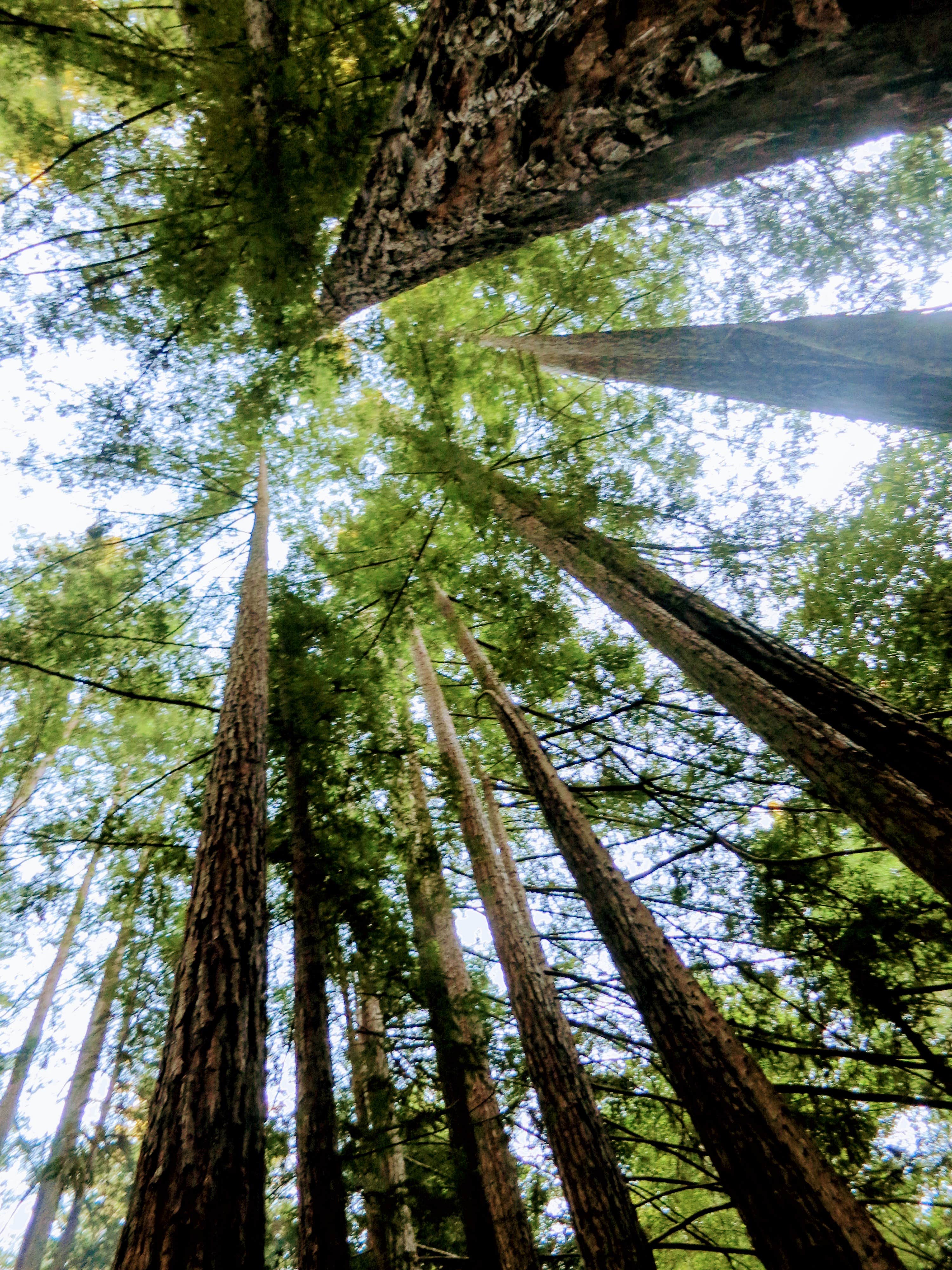 Camper submitted image from Little Basin Cabins and Campground — Big Basin Redwoods State Park - 1