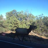 Review photo of Mather Campground — Grand Canyon National Park by David B., June 28, 2016