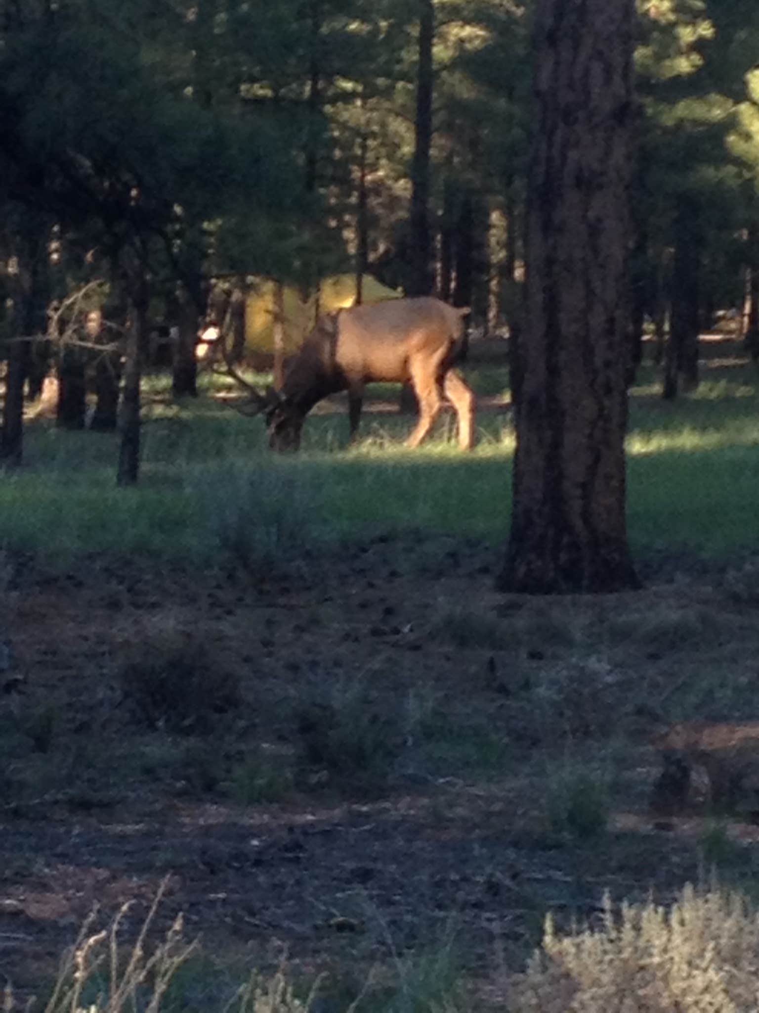 Camper-submitted photo at Tusayan-Montane — Grand Canyon National Park near Supai, AZ