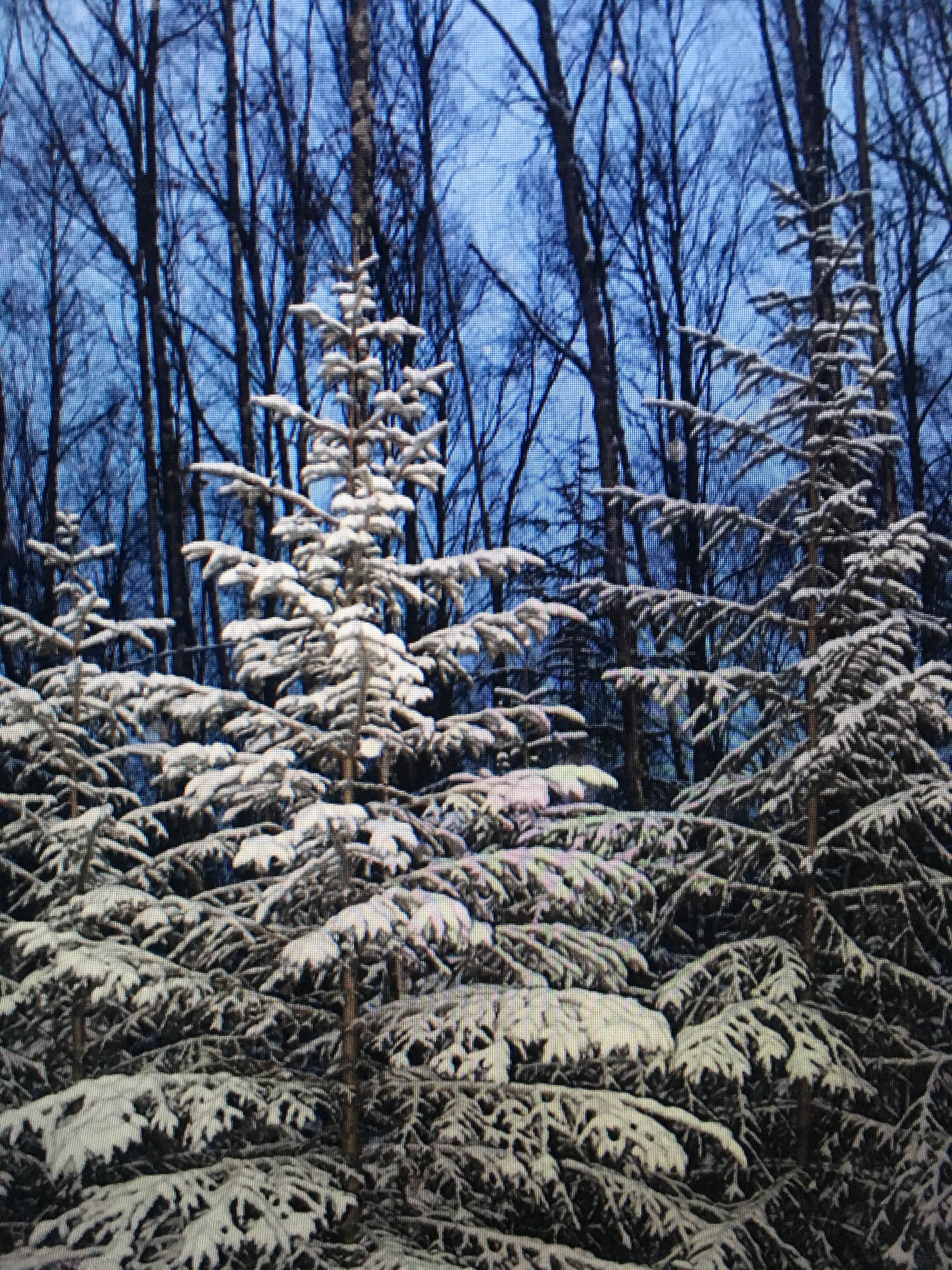 Camper-submitted photo at Bird Creek Campground — Chugach State Park in Alaska