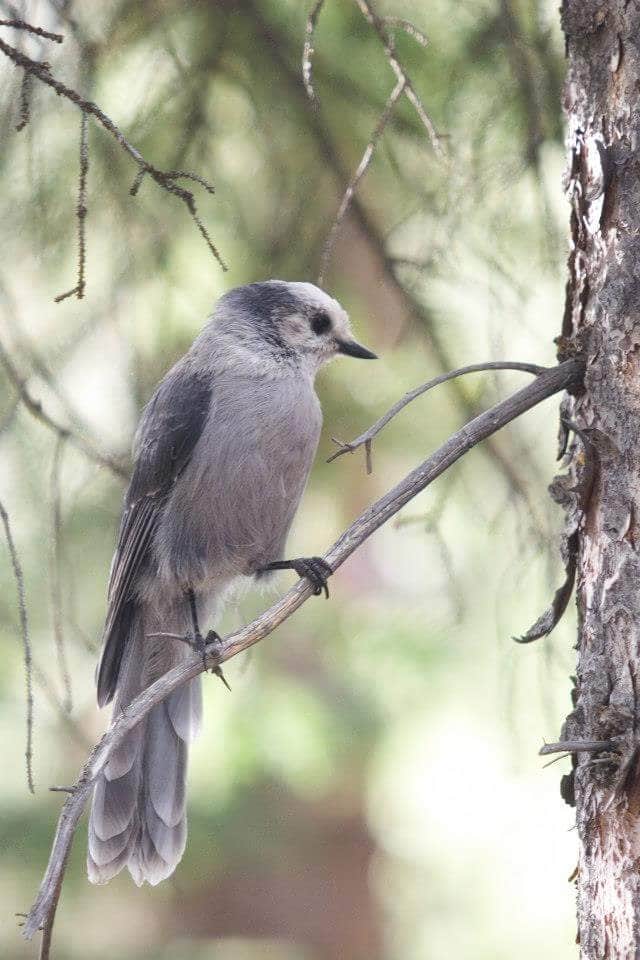 Camper-submitted photo at Cobbett Lake near Mesa Lakes, CO