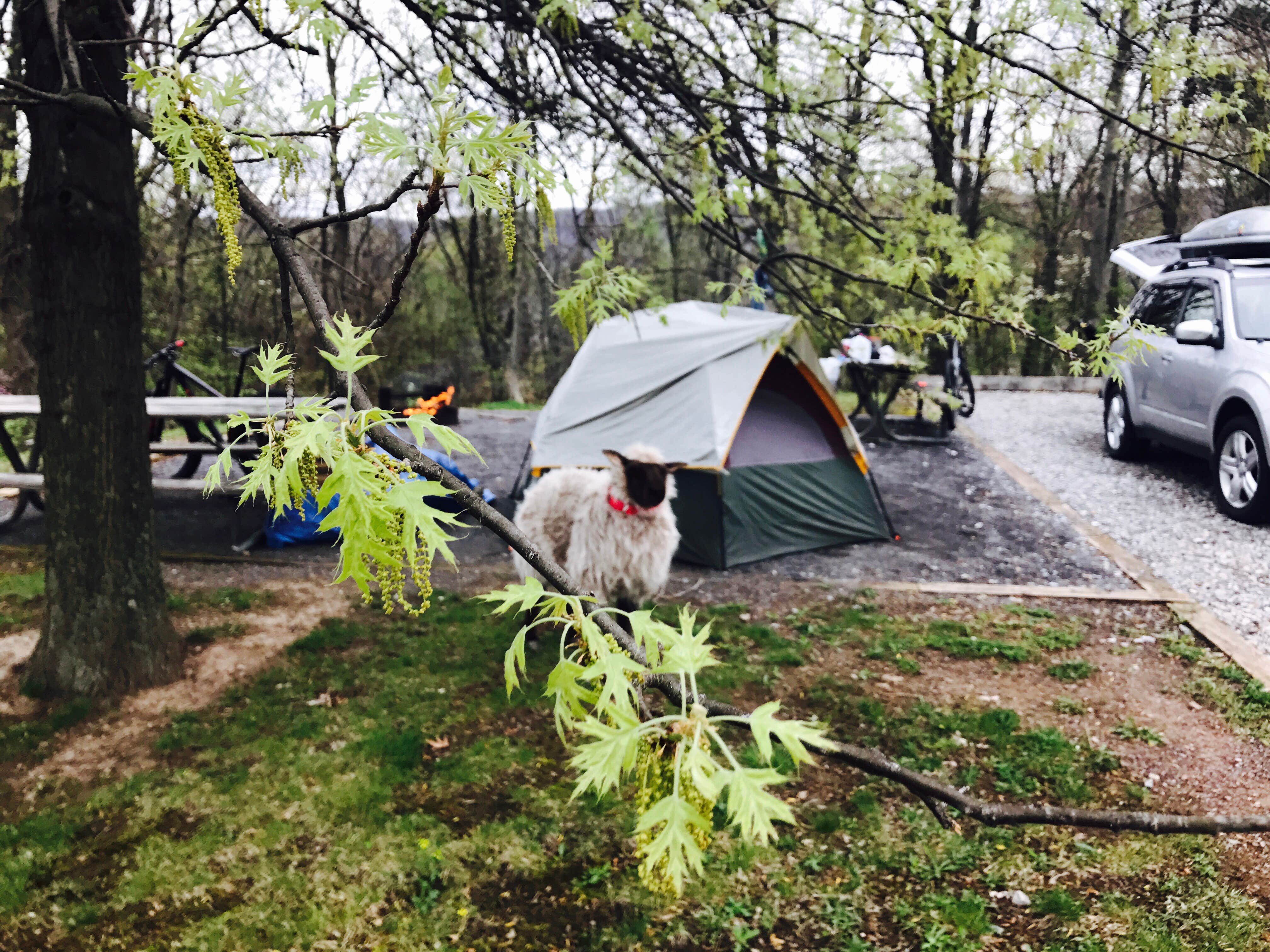 Camper submitted image from Seven Points (PA) - 5
