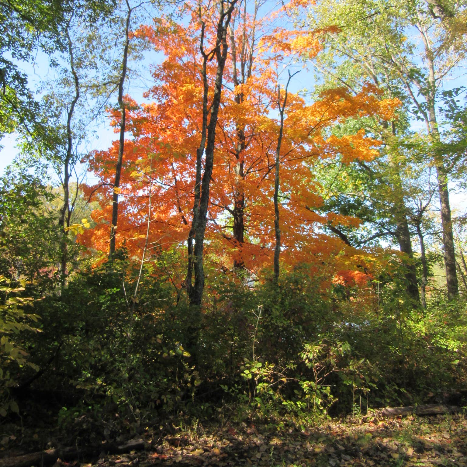Moreau Lake State Park Camping The Dyrt