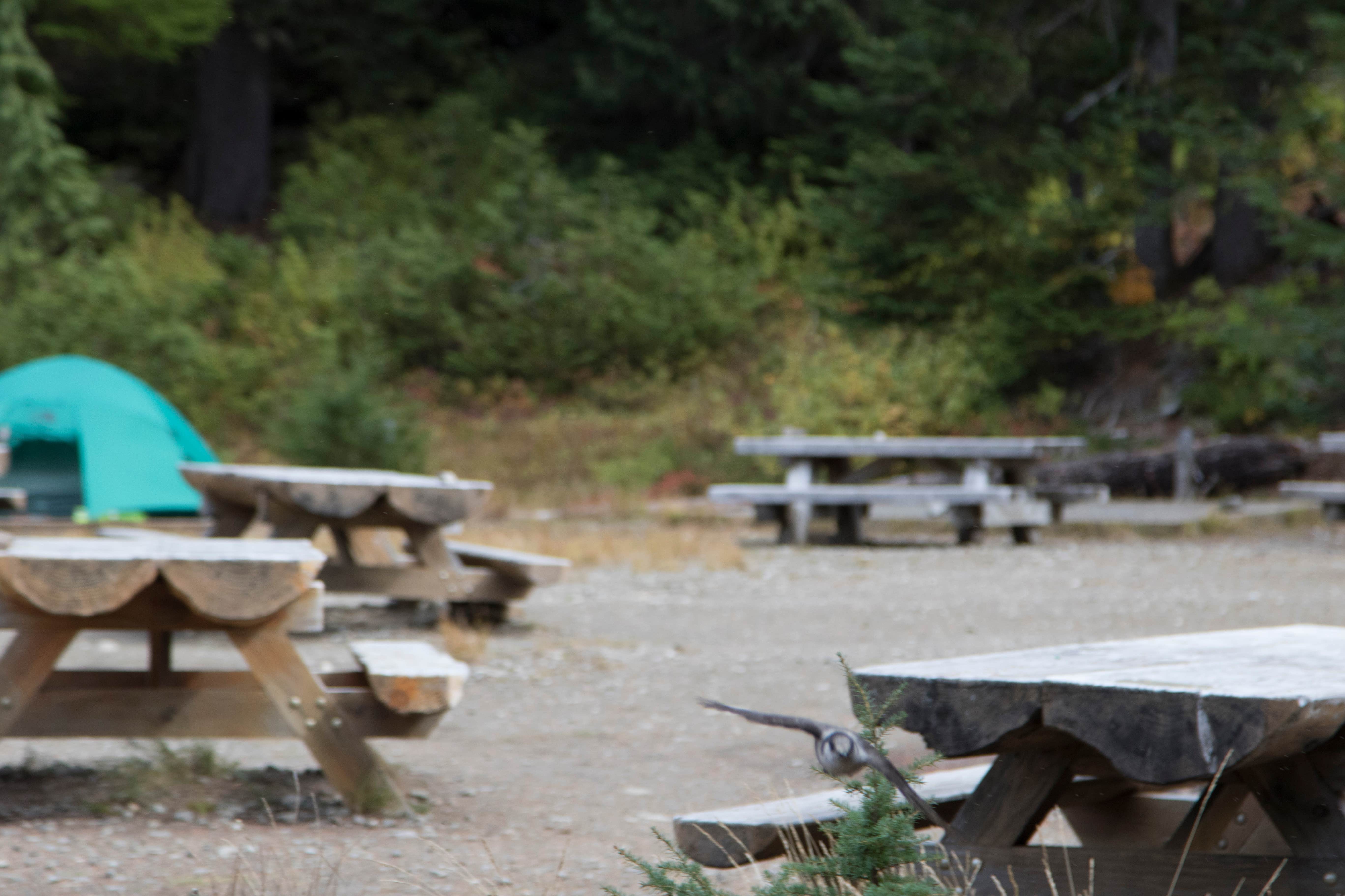 Camper submitted image from Mowich Lake Campground — Mount Rainier National Park - 5