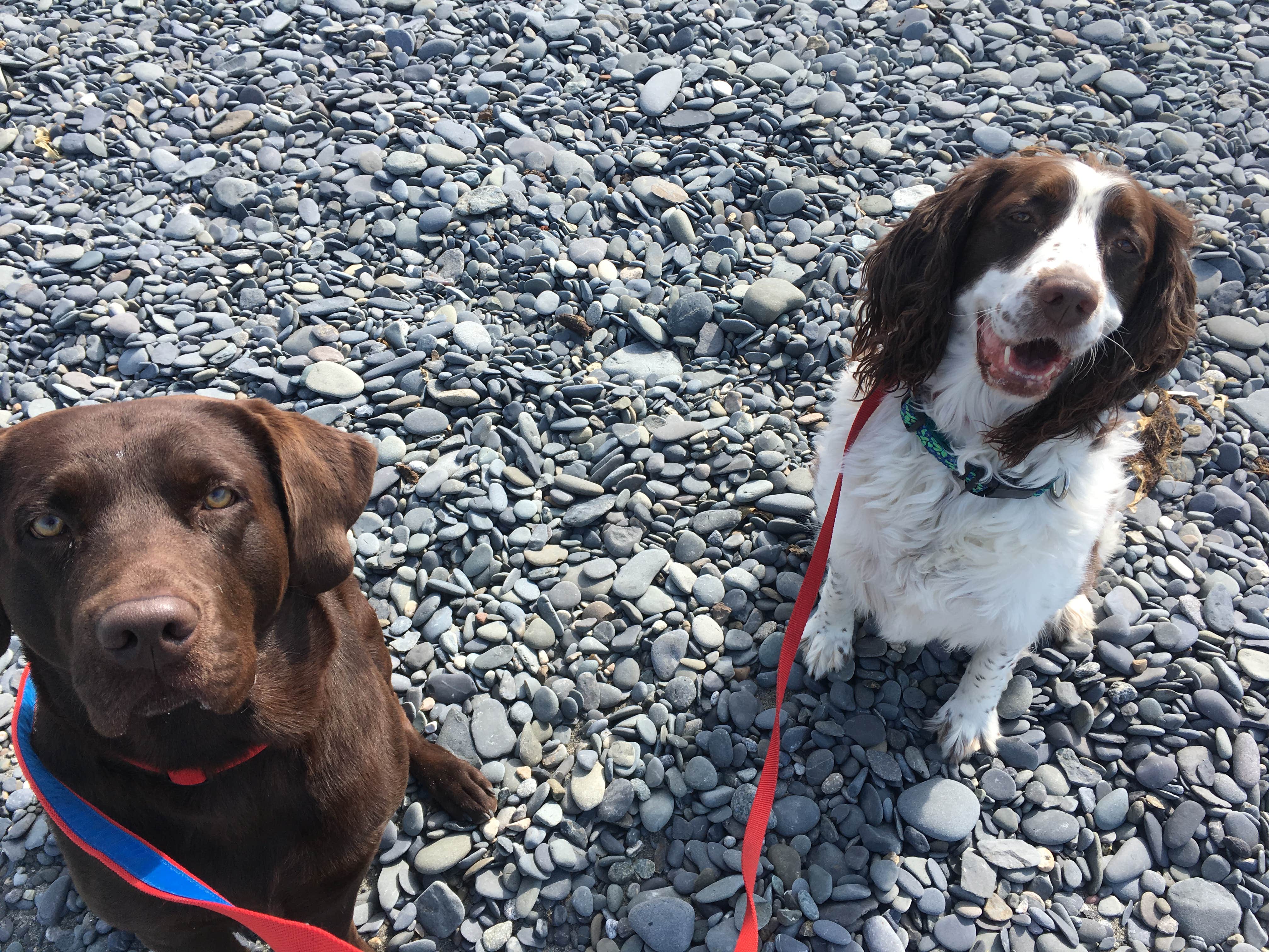 Aimee H.'s photo of camping with pets at Deep Creek North near Ninilchik, AK