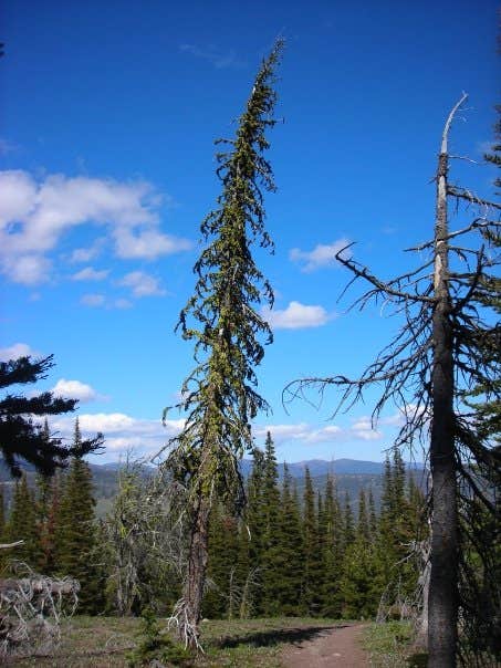 Camper submitted image from Early Winters Campground - 2