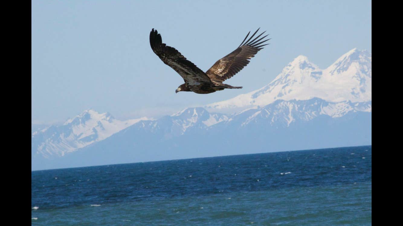 Camper-submitted photo at Deep Creek North near Seldovia, AK