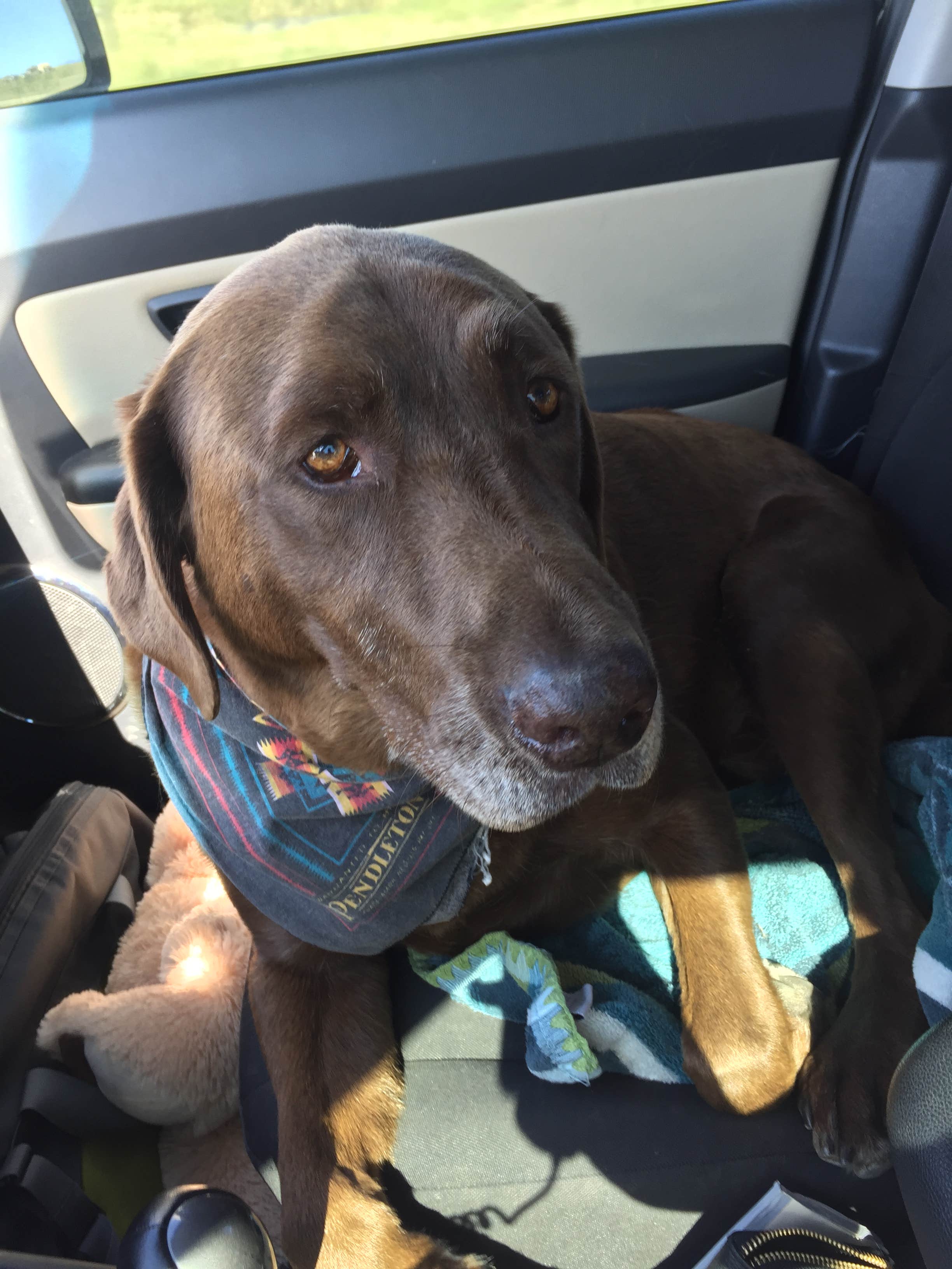 Talia H.'s photo of camping with pets at Upper Whitefish Campground near Fortine, MT