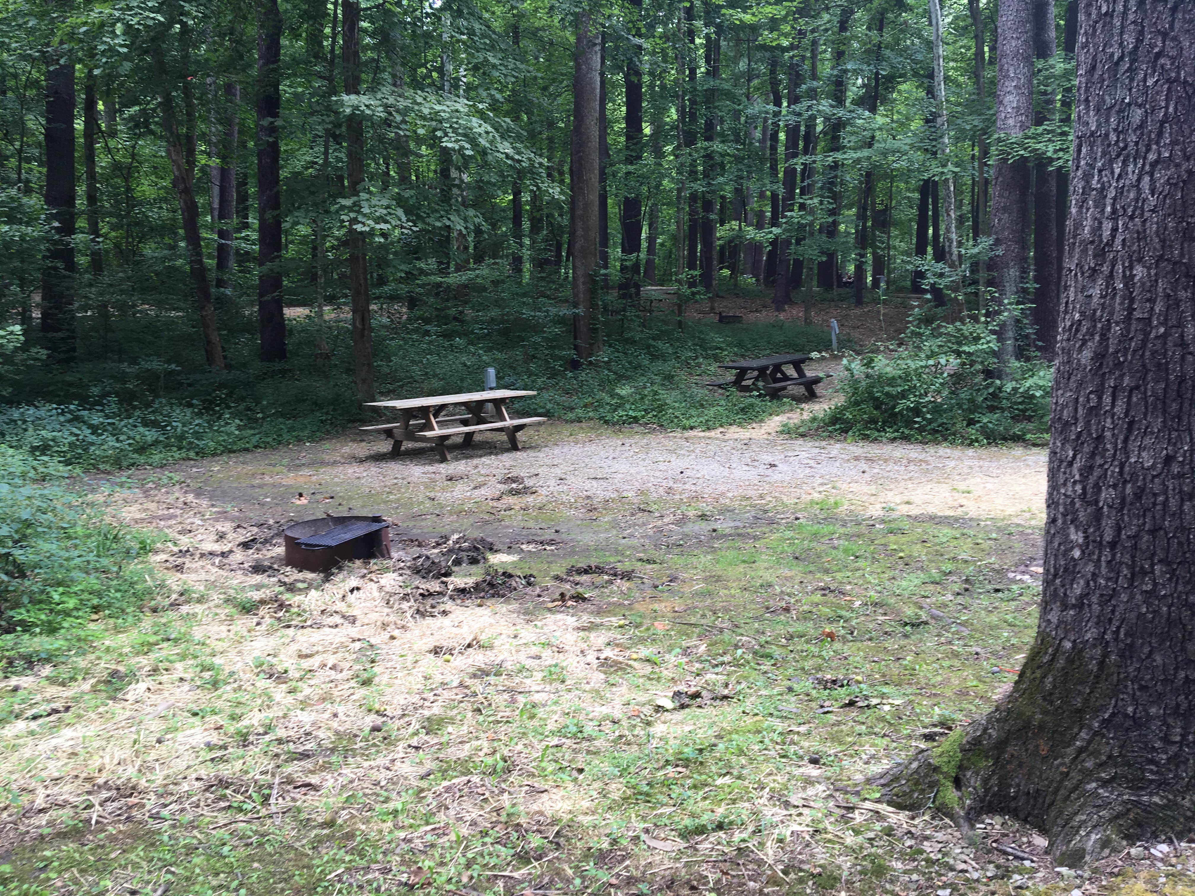 Camper submitted image from Mccormick's Creek State Park Campground - 4
