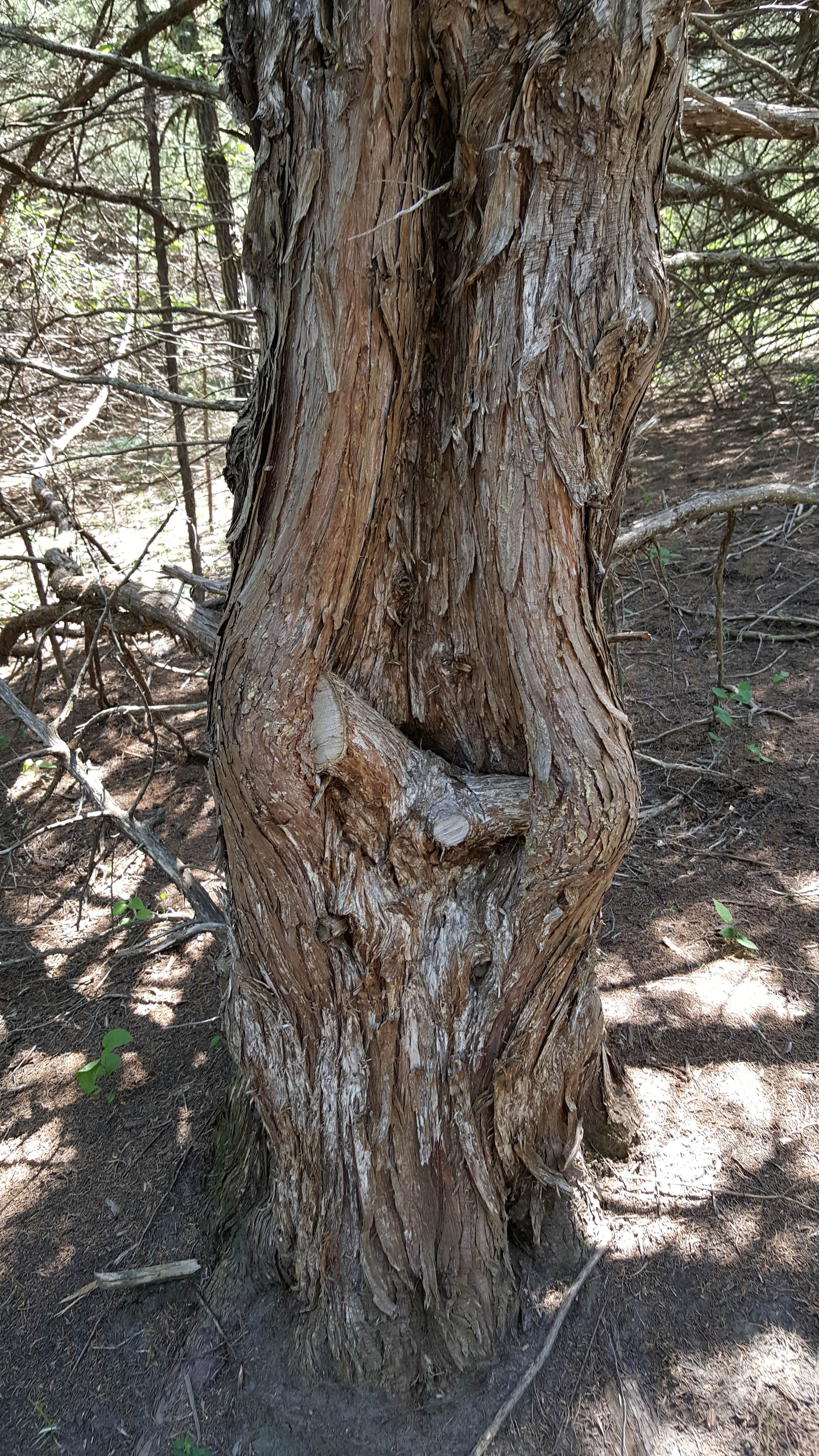 Camper-submitted photo at Cabin Area — Niobrara State Park near Geddes, SD