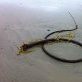 Review photo of Beverly Beach State Park Campground by Amber B., July 29, 2017