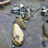 Review photo of Beverly Beach State Park Campground by Amber B., July 29, 2017