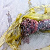 Review photo of Beverly Beach State Park Campground by Amber B., July 29, 2017