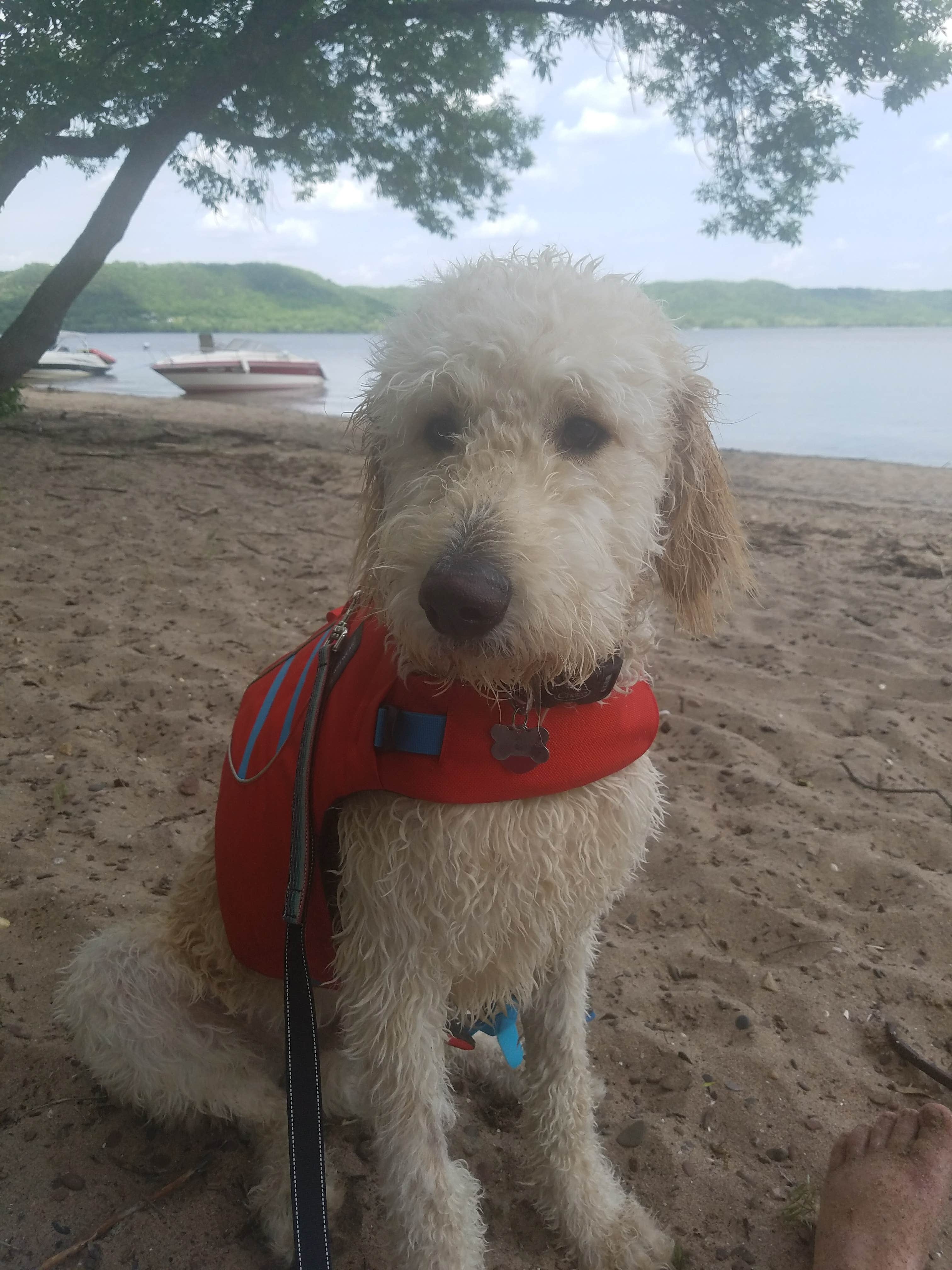 Beth W.'s photo of camping with pets at Hok-Si-La City Park & Campground near Red Wing, MN
