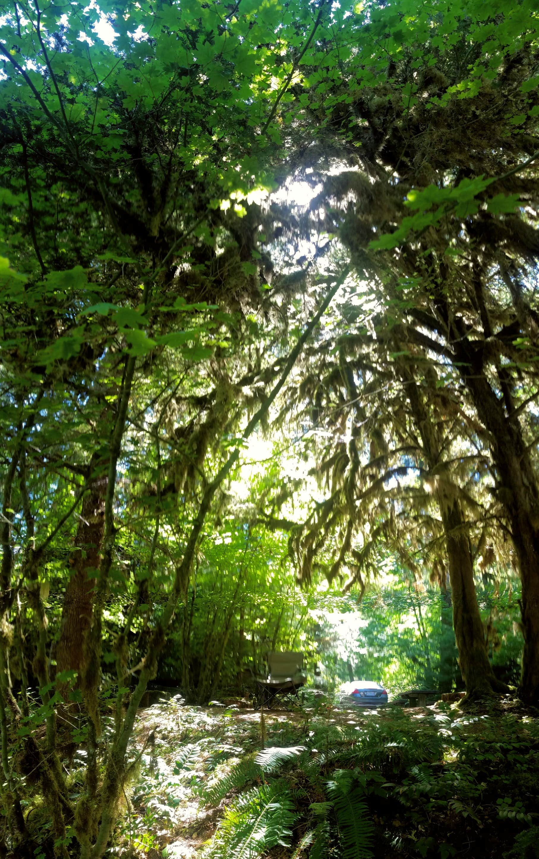 Camper-submitted photo at Kiahanie Campground near Oakridge, OR