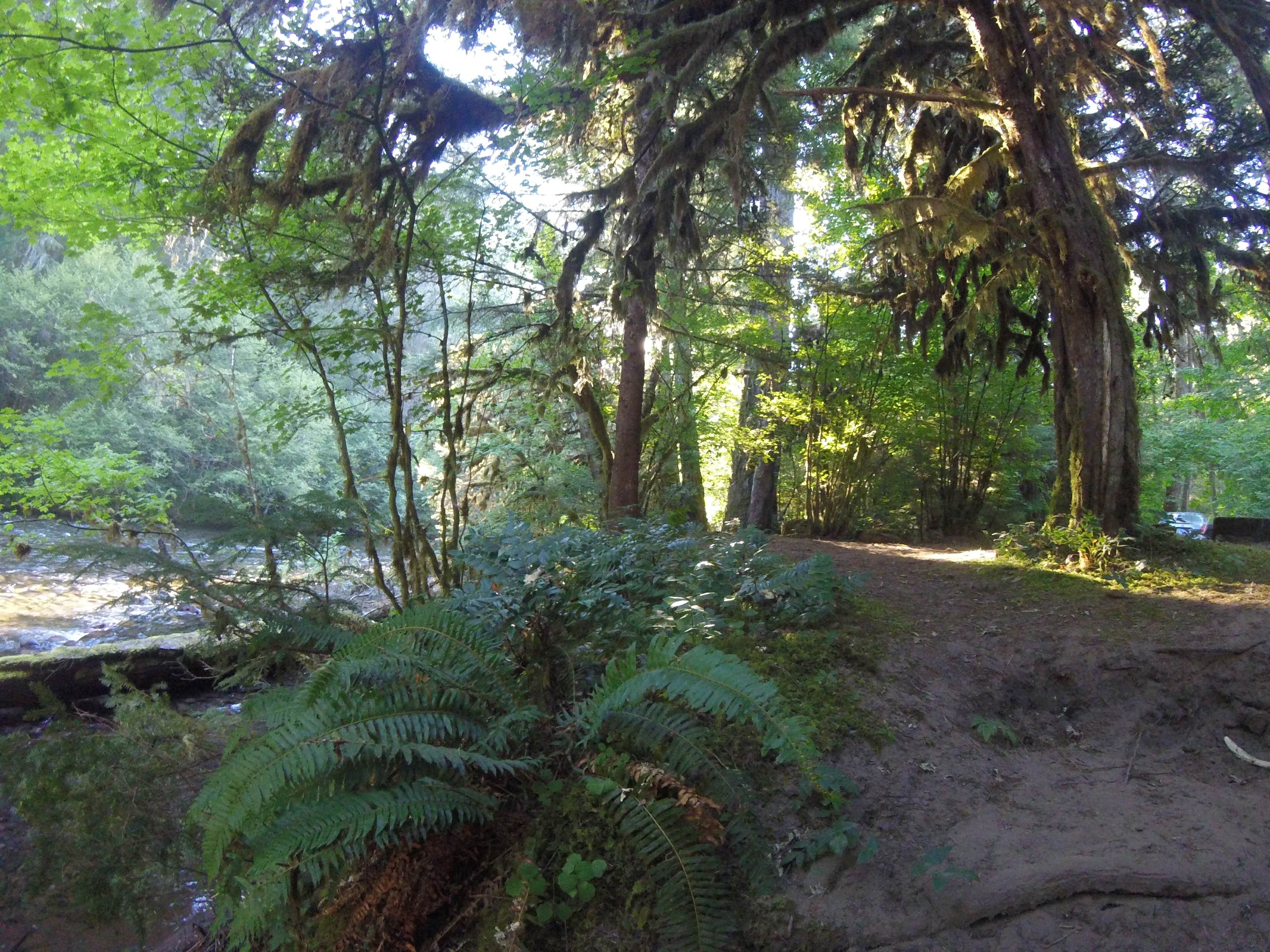 Camper-submitted photo at Kiahanie Campground near Oakridge, OR