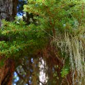 Review photo of Kachess Campground by Nathania N., July 30, 2017