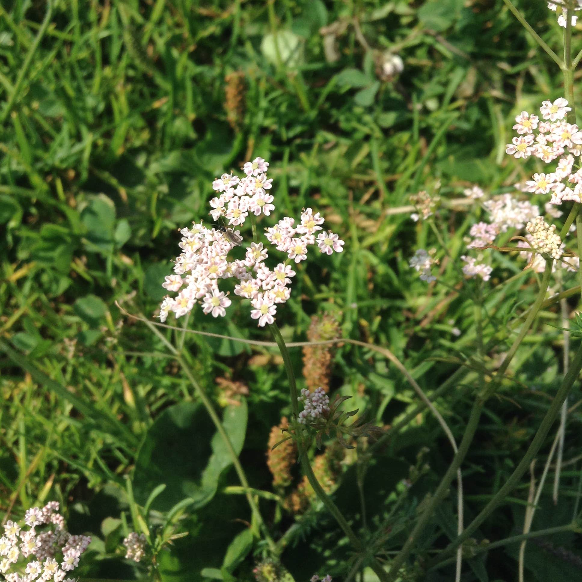 Hancock Campground Camping The Dyrt
