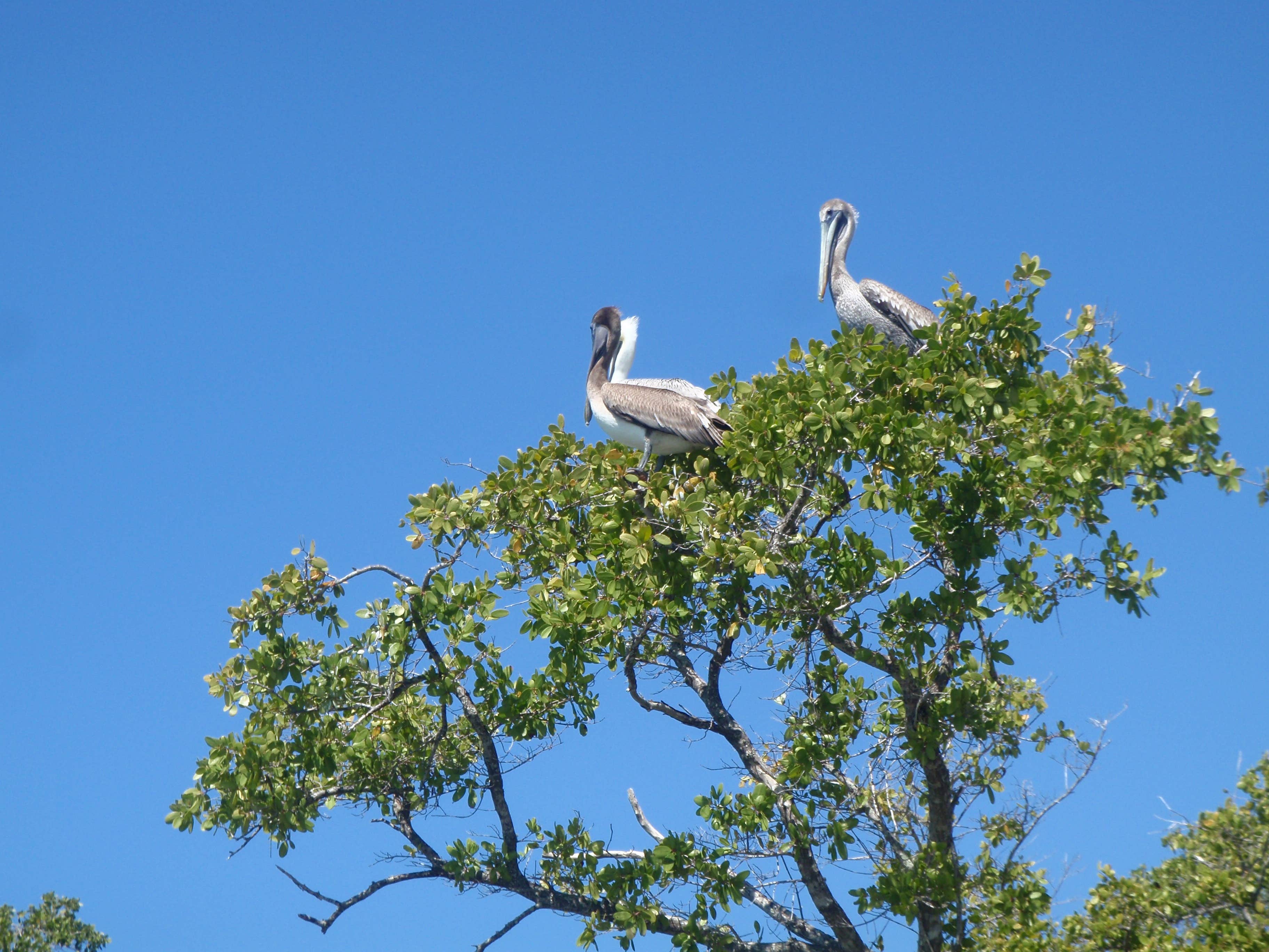 Camper submitted image from Backcountry Sweetwater Bay Chickee — Everglades National Park - 4