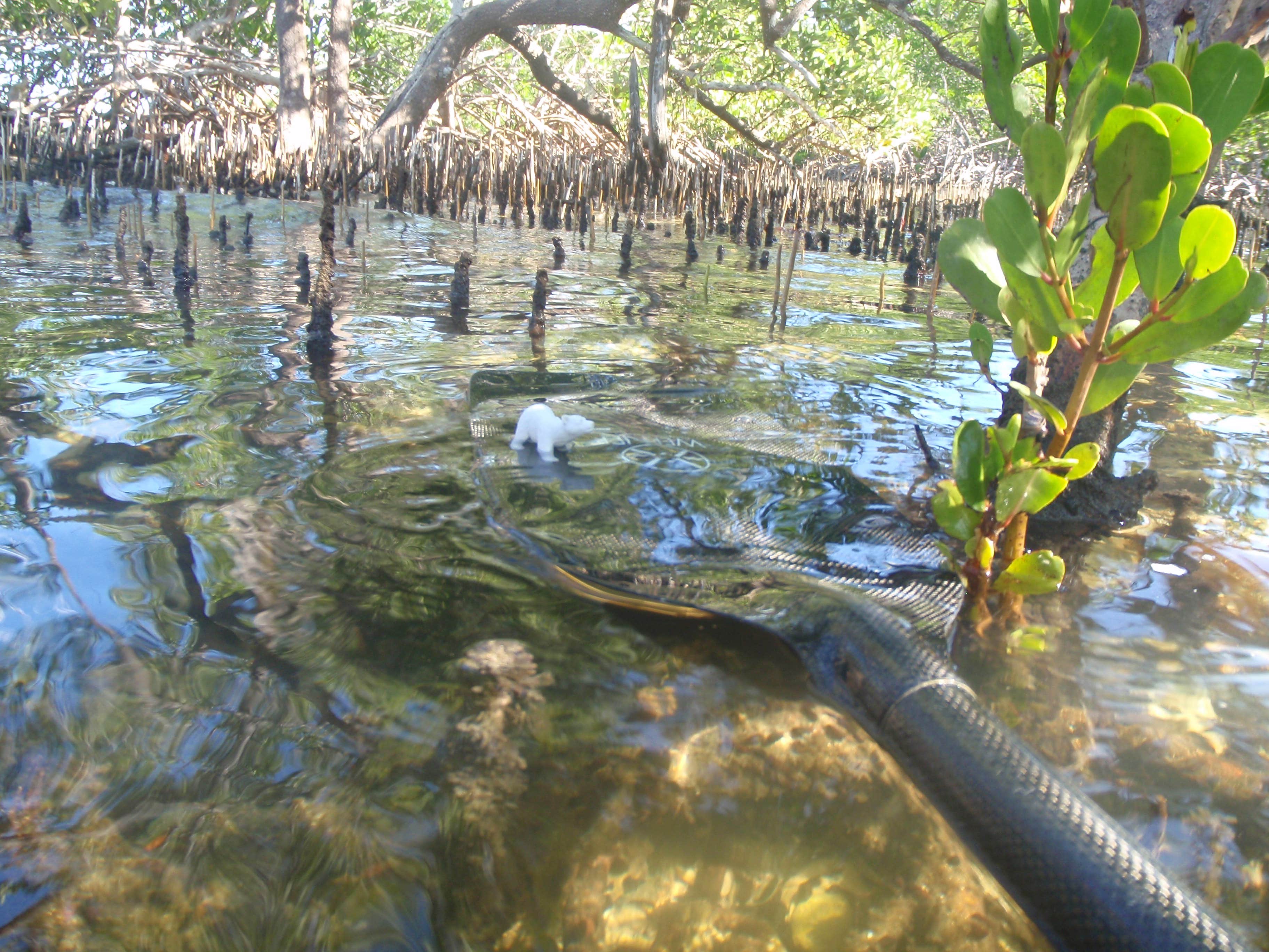 Camper-submitted photo at Backcountry Sweetwater Bay Chickee — Everglades National Park near Big Cypress National Preserve