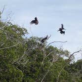 Review photo of Backcountry Sweetwater Bay Chickee — Everglades National Park by Sarah C., July 31, 2017