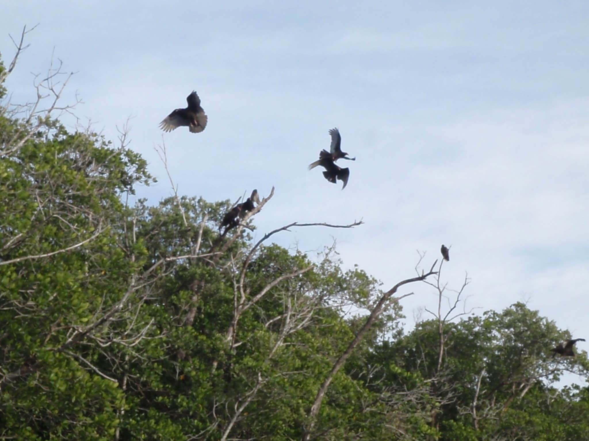 Camper submitted image from Backcountry Sweetwater Bay Chickee — Everglades National Park - 1
