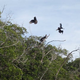 Vultures...maybe we looked appetizing 