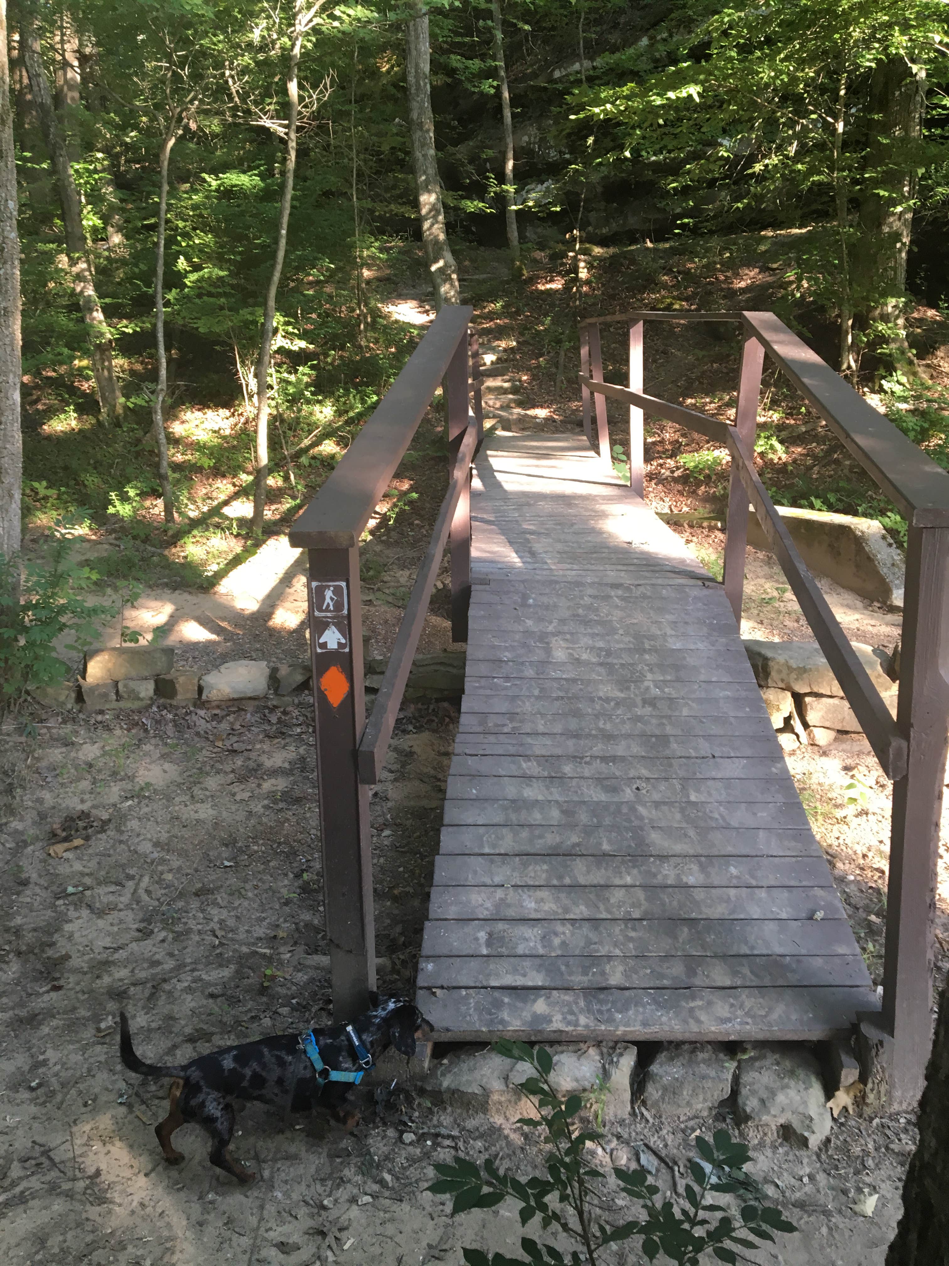 Shelly S.'s photo of camping with pets at Pennyrile Forest State Resort Park near Madisonville, KY