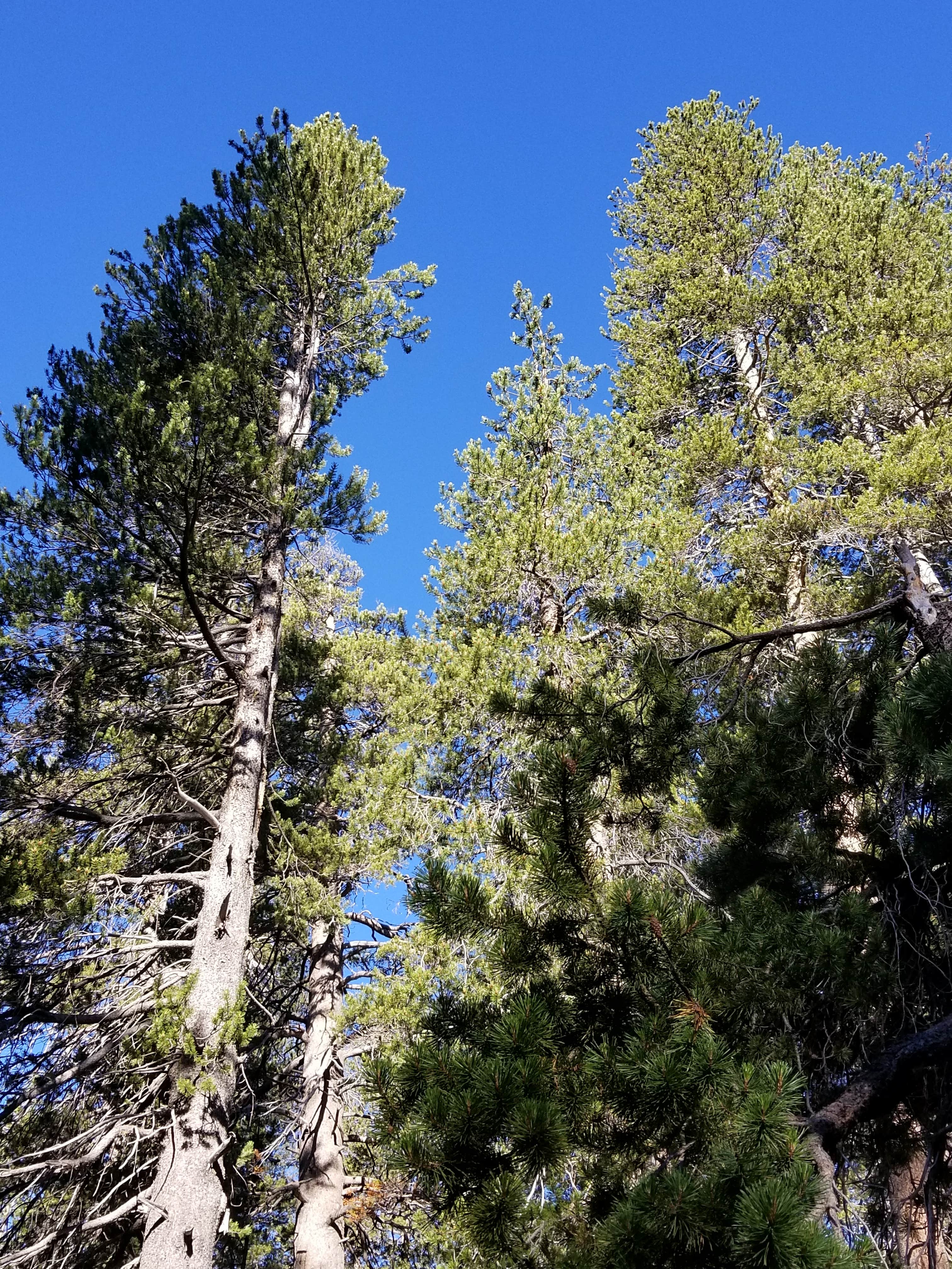 Camping near Ward Lake Campground: Badger Flats Group, Lakeshore, California