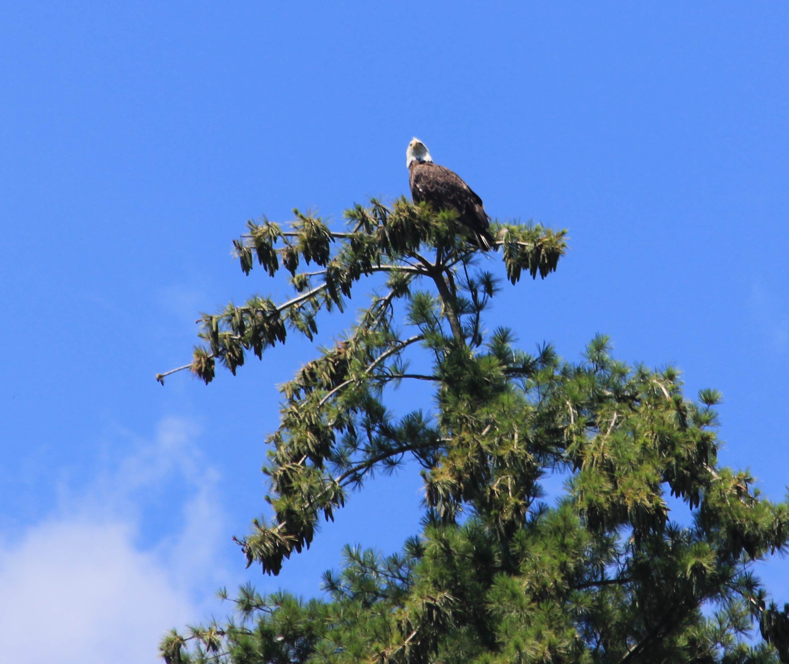 Camper-submitted photo at Dingmans Campground — Delaware Water Gap National Recreation Area near Newton, NJ