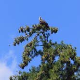 Review photo of Dingmans Campground — Delaware Water Gap National Recreation Area by Pawsfuradventure T., July 31, 2017