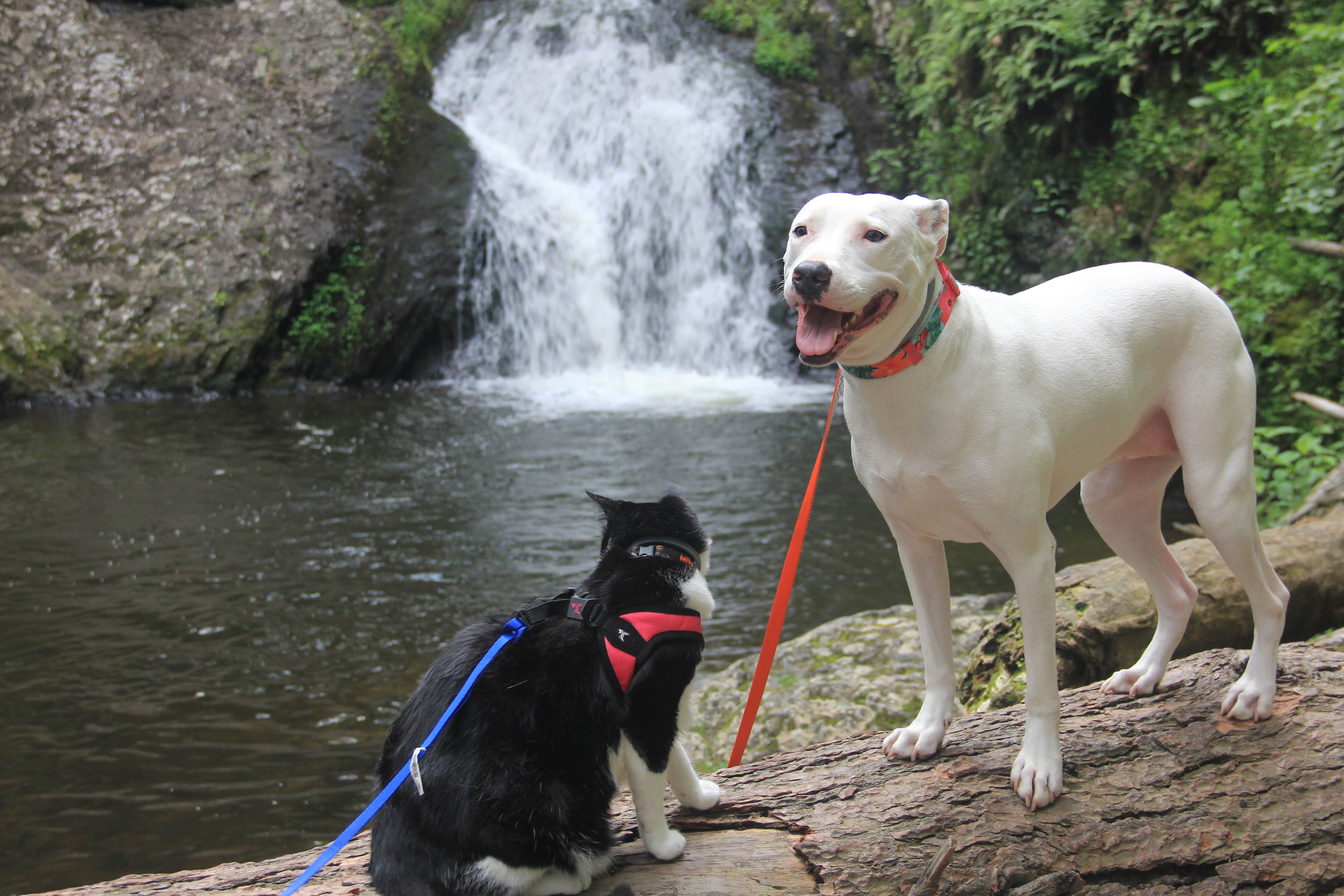Pawsfuradventure T.'s photo of camping with pets at Dingmans Campground — Delaware Water Gap National Recreation Area near Wharton, NJ