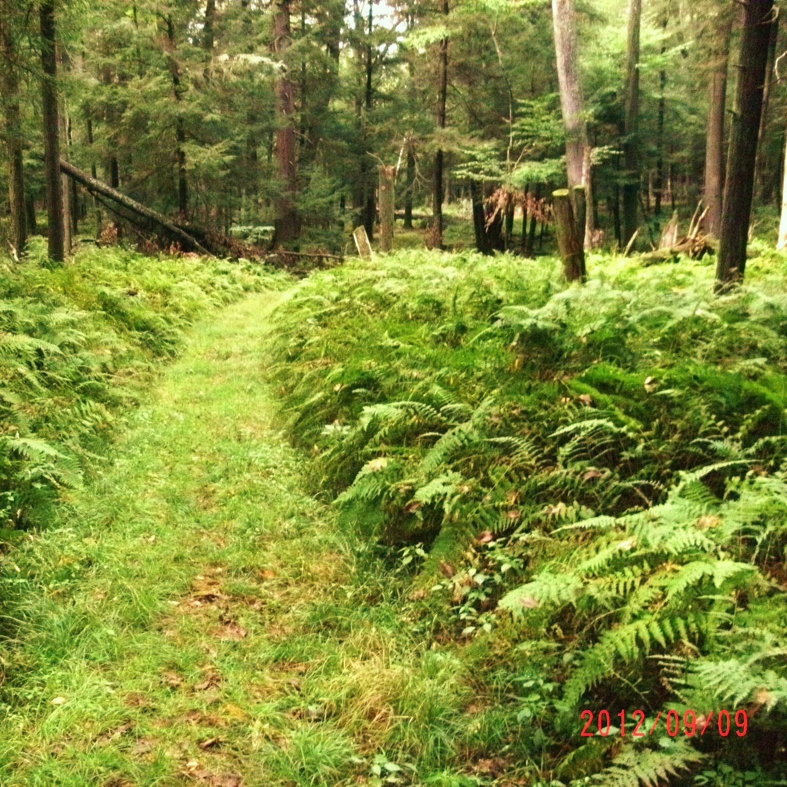 Cook Forest State Park Camping The Dyrt