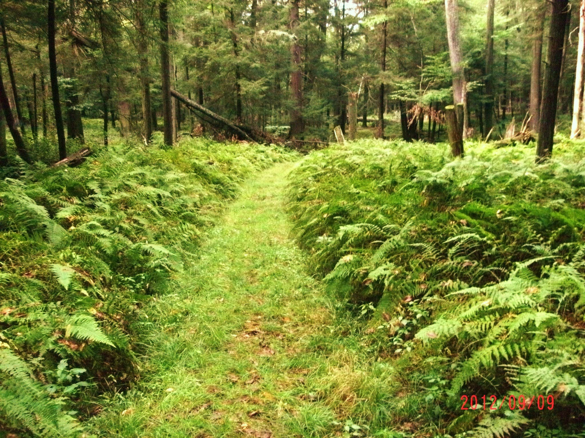 Camper submitted image from Cook Forest State Park Campground - 2