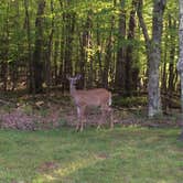 Review photo of Canaan Valley Resort State Park Campground by Amanda H., June 28, 2016