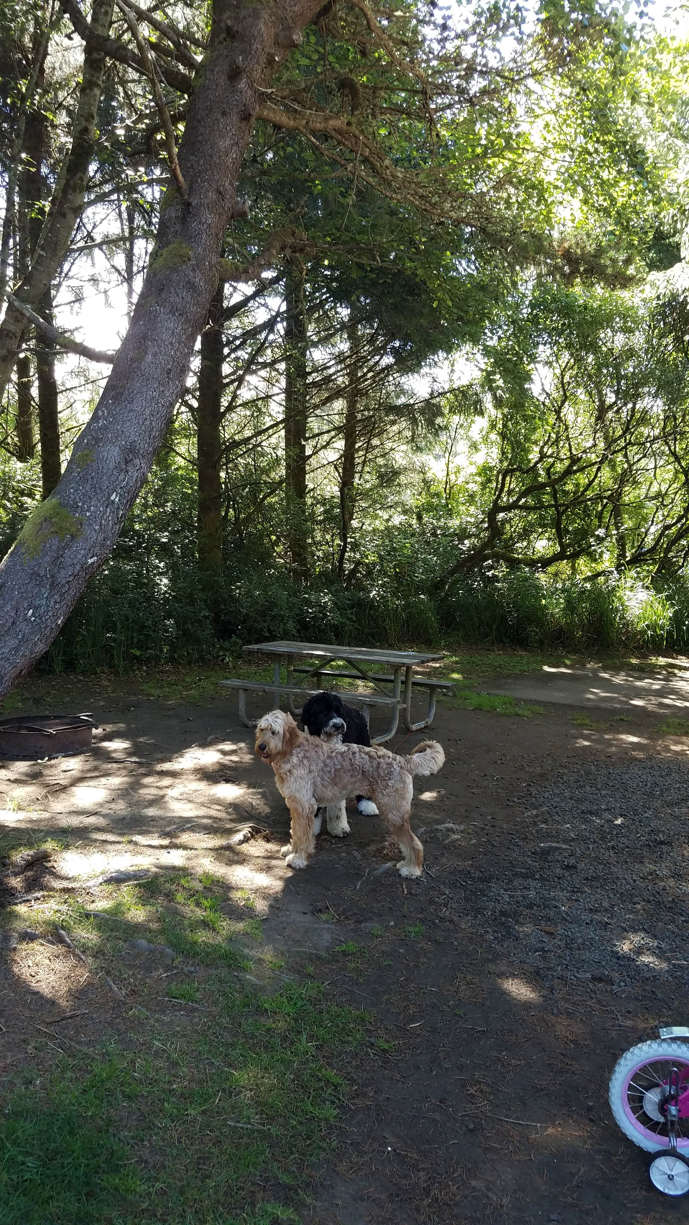 Josh W.'s photo of camping with pets at Grayland Beach State Park Campground near Raymond, WA