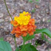 Review photo of Anastasia State Park Campground by Christy C., June 29, 2016