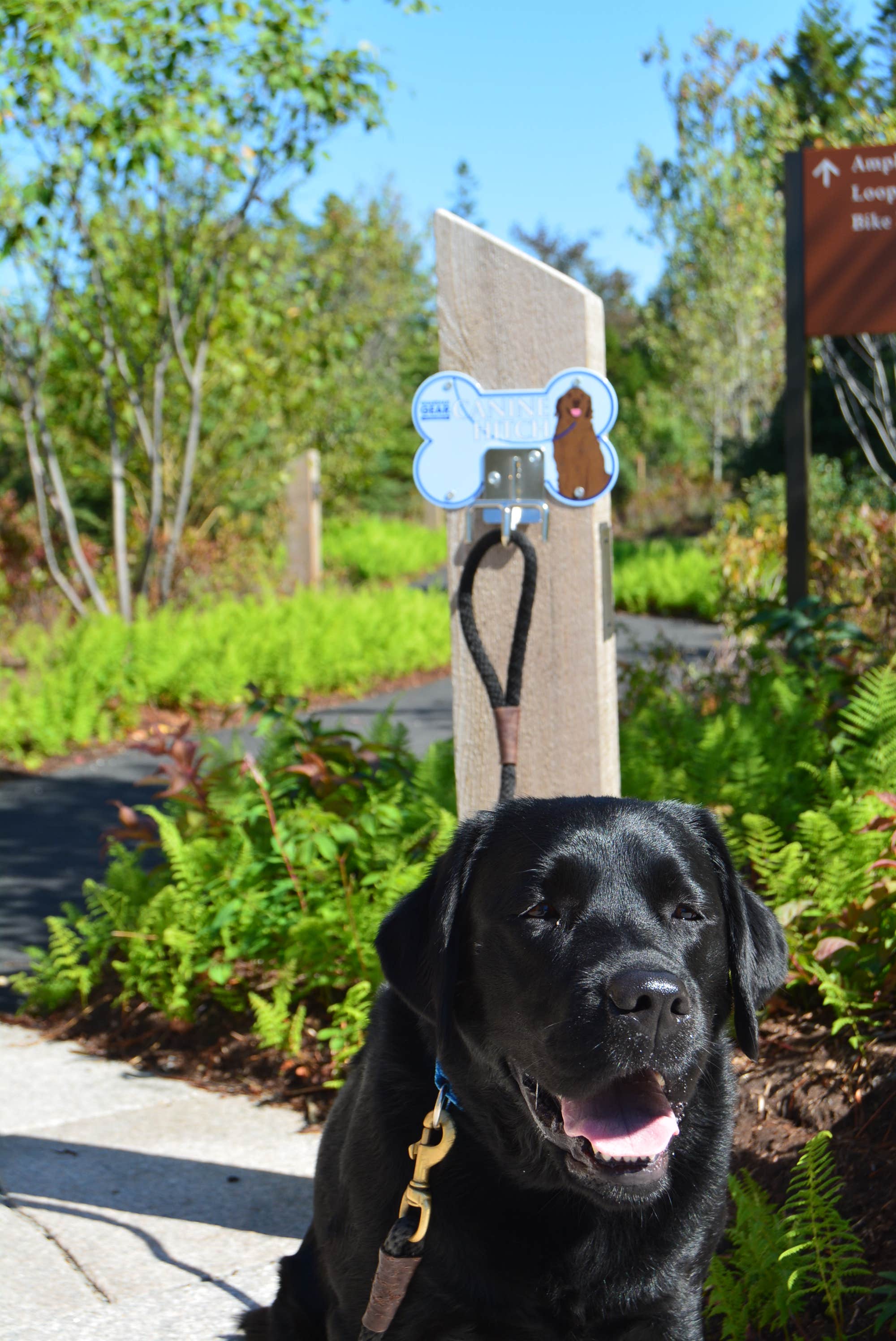 Nancy W.'s photo of camping with pets at Schoodic Woods Campground — Acadia National Park near Sorrento, ME