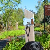 Review photo of Schoodic Woods Campground — Acadia National Park by Nancy W., July 31, 2017