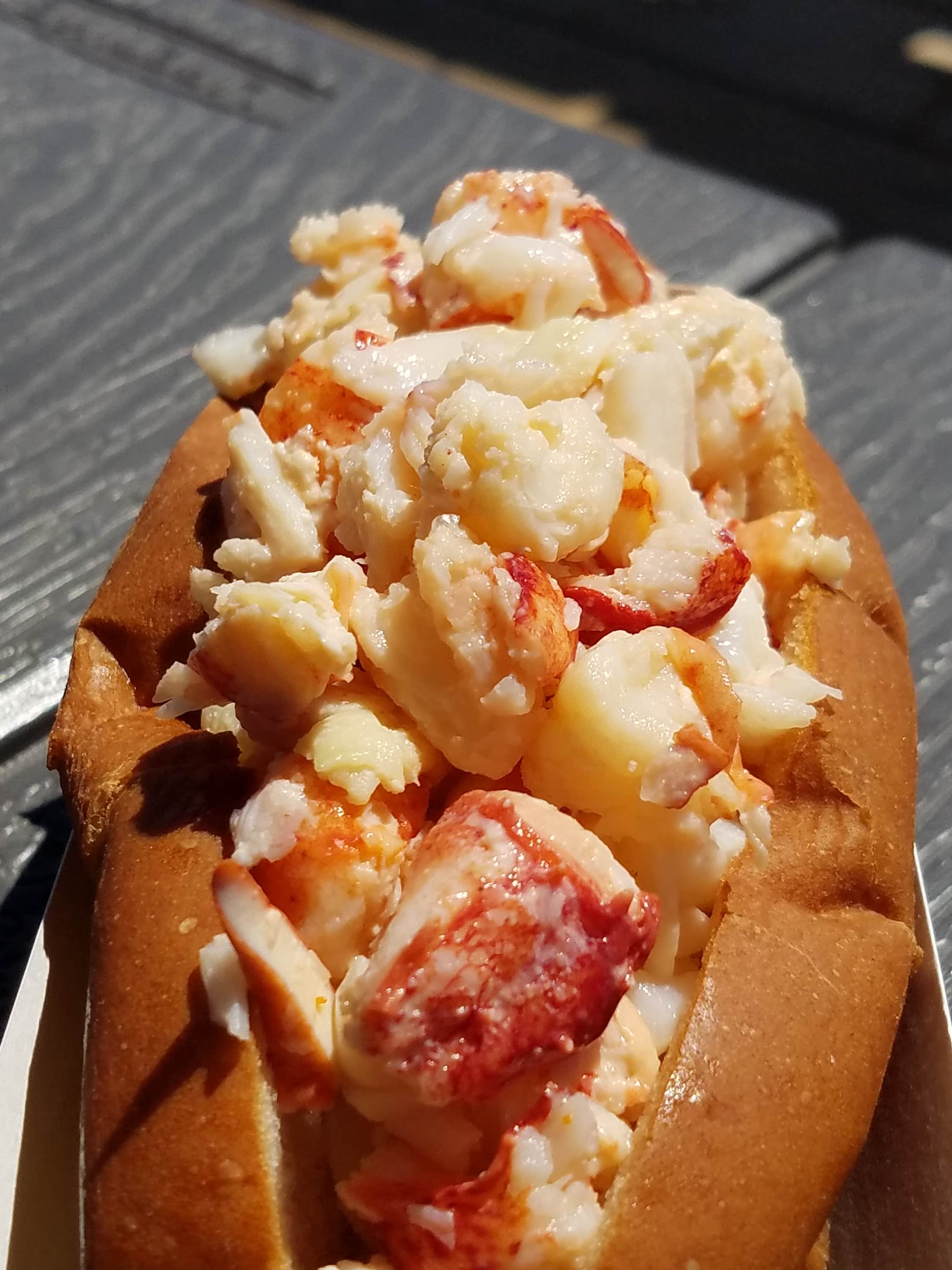 Nancy W.'s photo of camping with pets at Schoodic Woods Campground — Acadia National Park in Maine