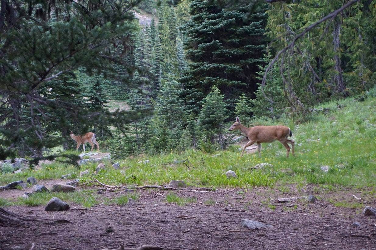 Camper submitted image from Glacier Basin Backcountry Campsites — Mount Rainier National Park - 5
