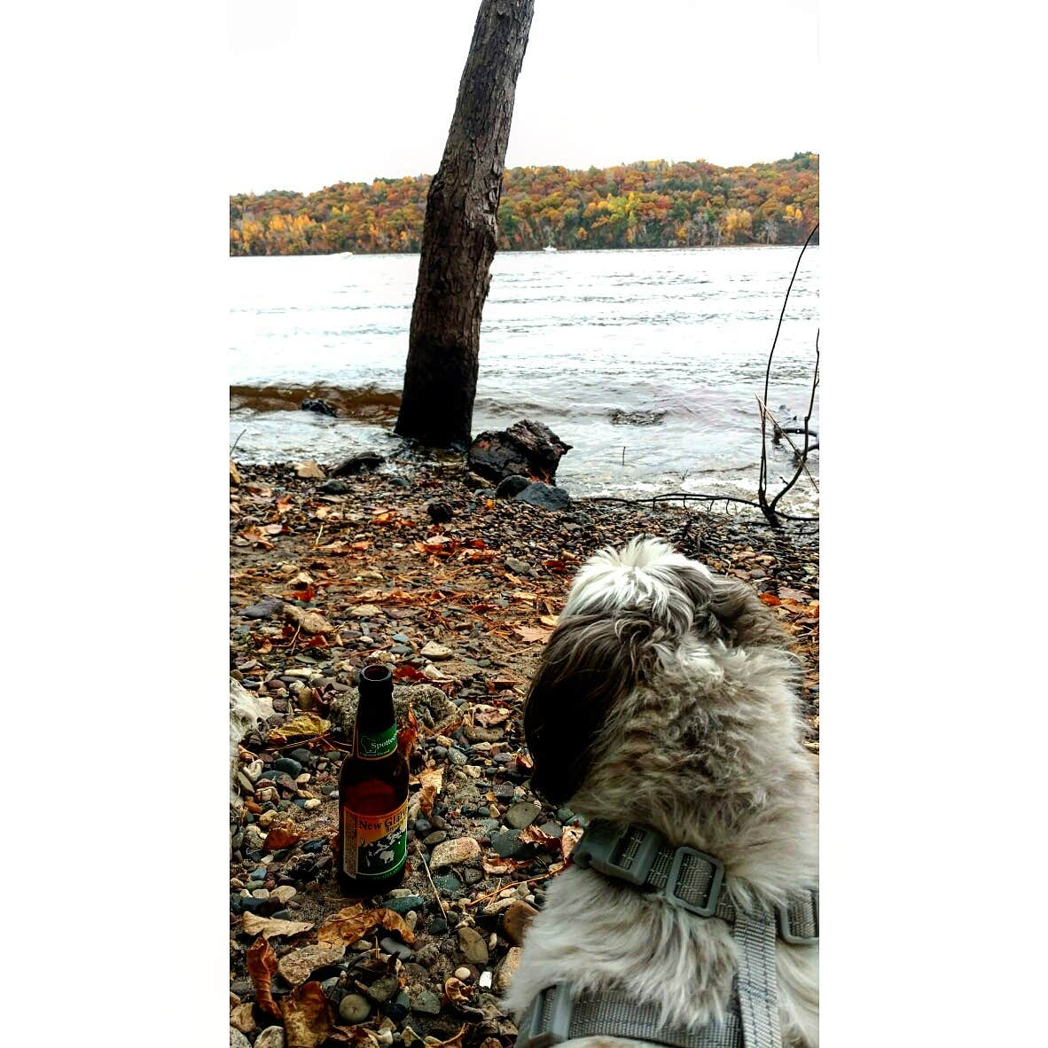 Stephanie H.'s photo of camping with pets at Afton State Park Campground near Marine on St. Croix, MN