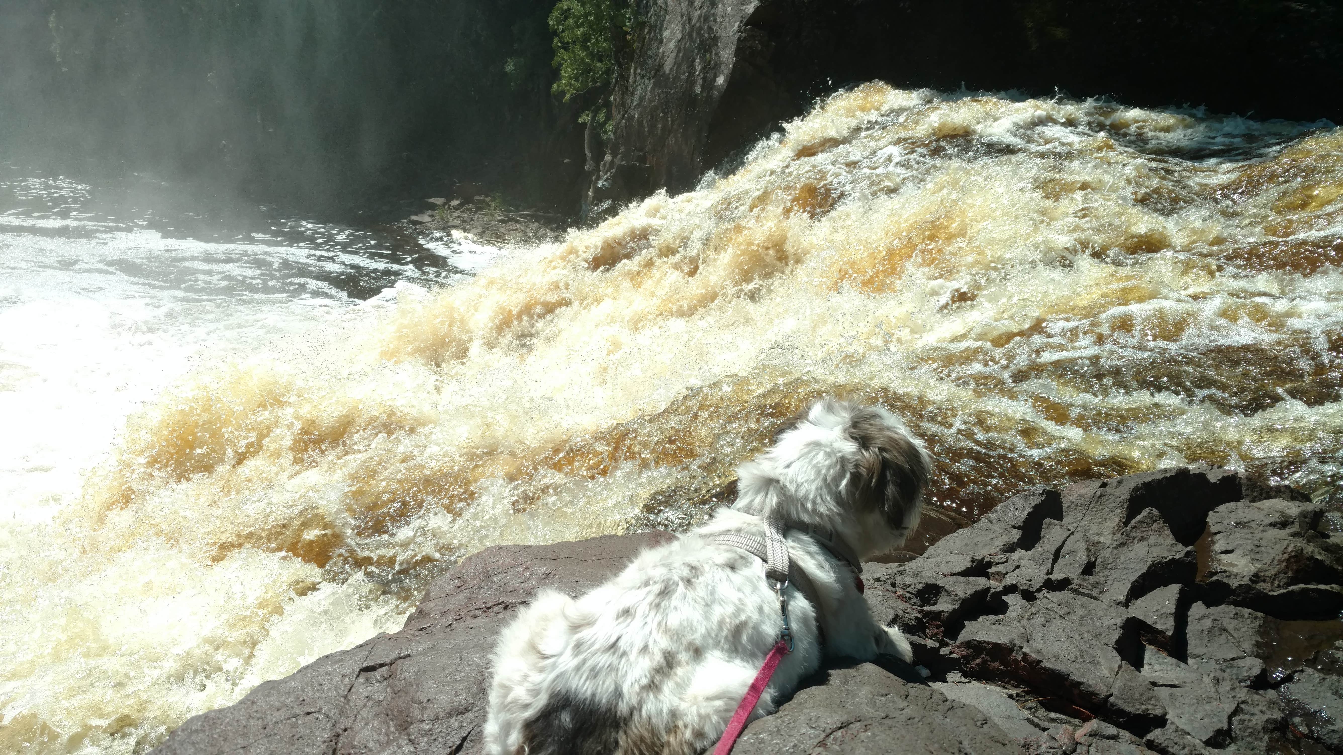 Stephanie H.'s photo of camping with pets at Lake Superior Cart-in Campground — Tettegouche State Park near Tofte, MN