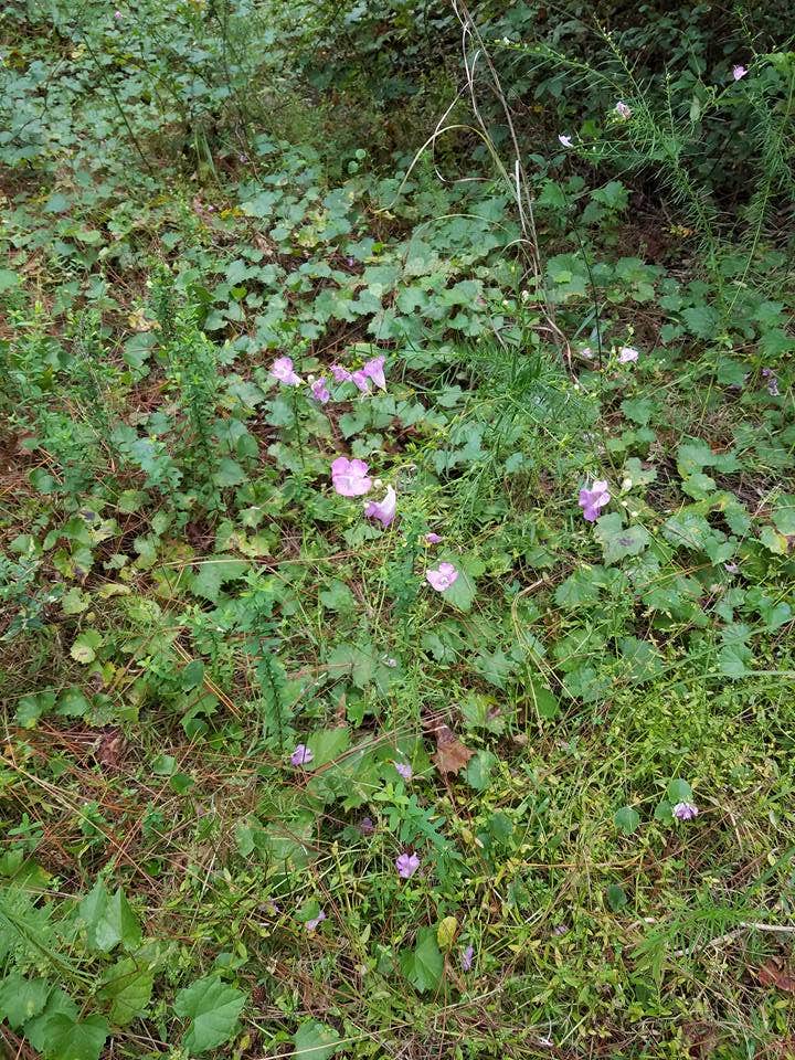 Camper-submitted photo at Gulf State Park Campground in Alabama