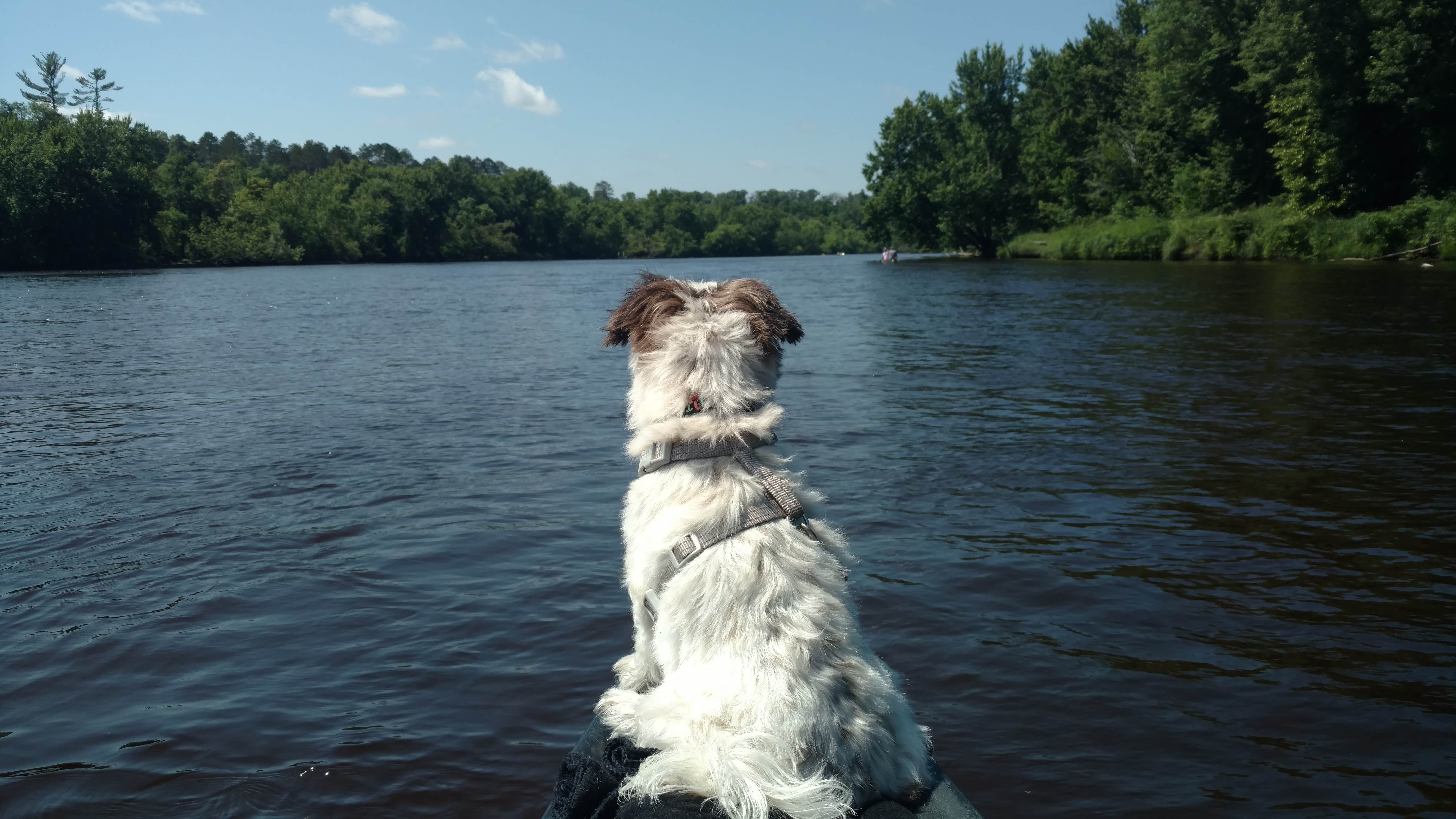 Stephanie H.'s photo of camping with pets at Boulder near Hayward, WI
